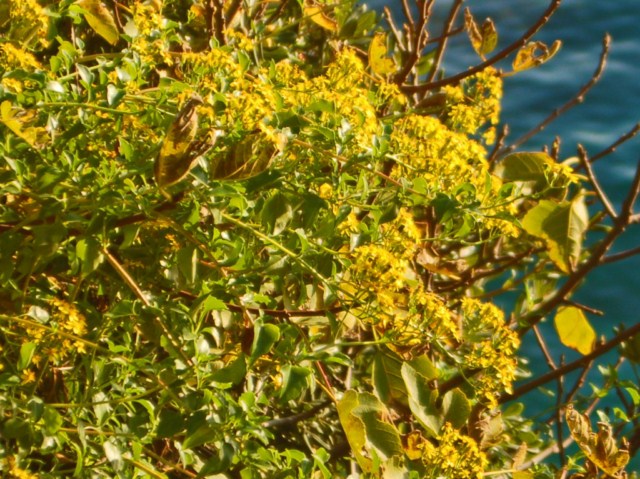 Una pianta fiorita a picco sul mare- Senecio angulatus